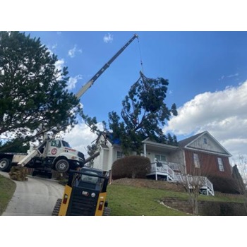Image for Bark Busters Tree Service with ID of: 6404547