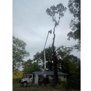 Image for Bark Busters Tree Service with ID of: 6404548