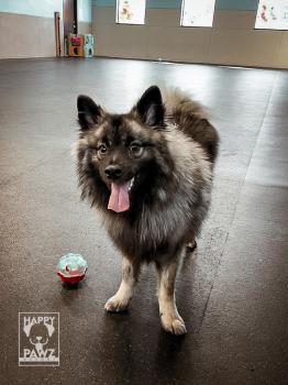 Image for Happy Pawz Resort with ID of: 6405216