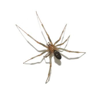 Image for Ready Pest Control with ID of: 6405389
