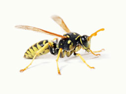 Image for Ready Pest Control with ID of: 6405394