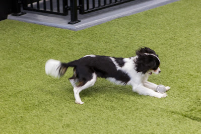 Image for Heart + Paw with ID of: 6411321
