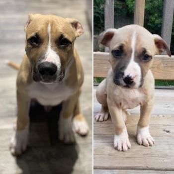 Image for BetterDog with ID of: 6411867
