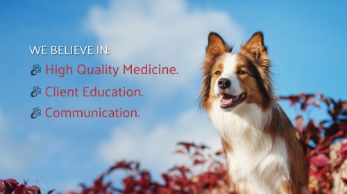 Image for Norbeck Animal Clinic with ID of: 6414756