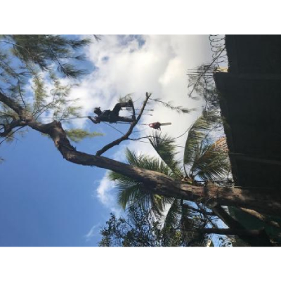 Image for Gray's Tree Services with ID of: 6415403