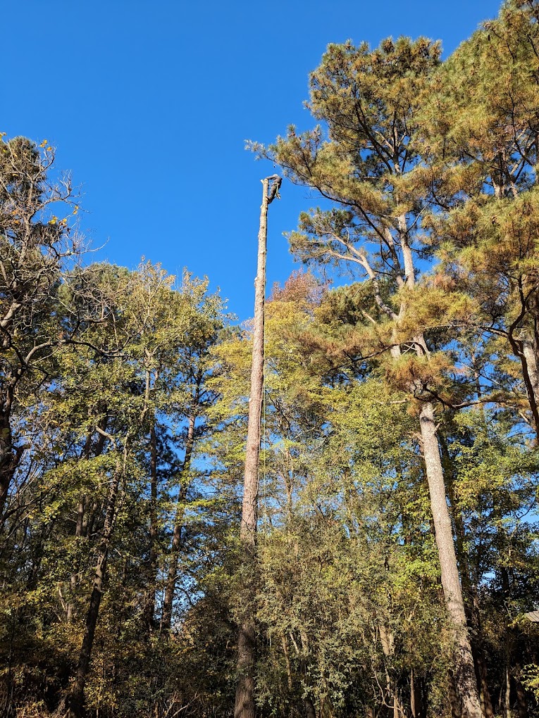 Image for Sweet Carolina Tree Care with ID of: 6416352