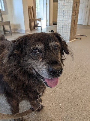 Image for Rockledge Veterinary Clinic with ID of: 6418133