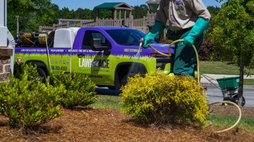 Image for Lawn Ace with ID of: 6026561