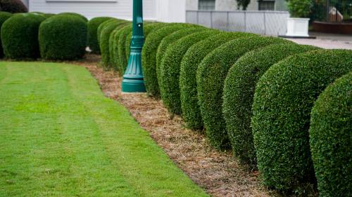 Image for Lawn Ace with ID of: 6026563