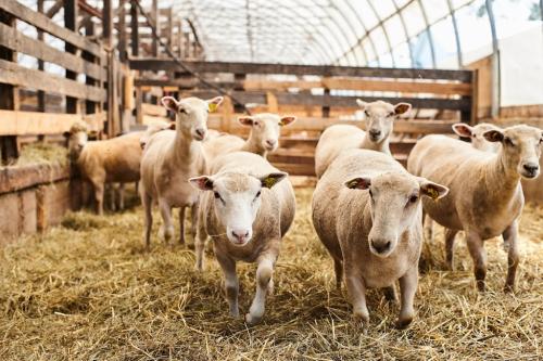 Image for Ferme Eboulmontaise with ID of: 6420821
