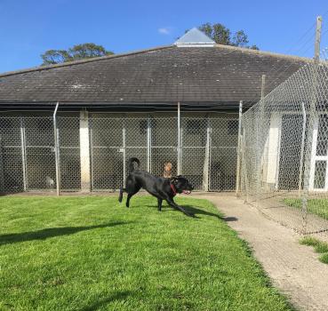 Image for Hadrian Pet Hotel with ID of: 6421499