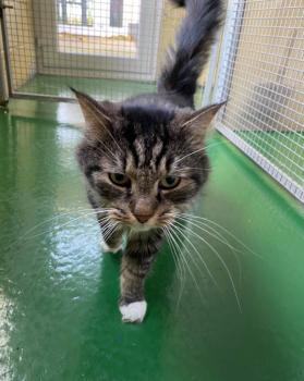 Image for Hadrian Pet Hotel with ID of: 6421503