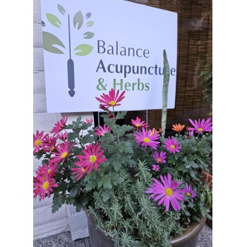 Image for Balance Acupuncture & Herbs with ID of: 6422922
