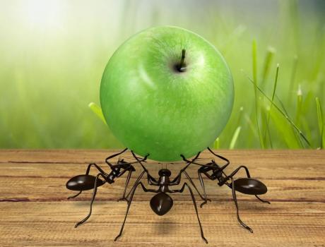 Image for Environmental Pest Control Inc with ID of: 6434437