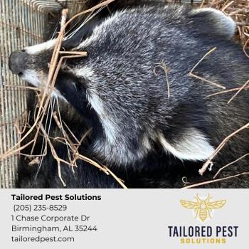 Image for Tailored Pest Solutions with ID of: 6442754