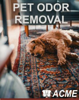Image for ACME CARPET CLEANING with ID of: 6443306