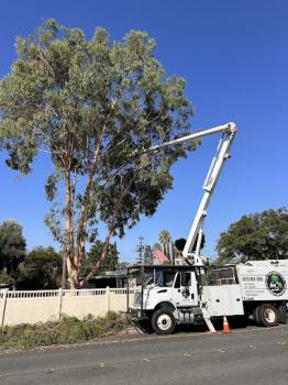 Image for CM Precision Tree and Landscape Maintenance Inc with ID of: 6446338