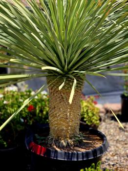 Image for Plant World, Inc. with ID of: 6457322