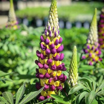 Image for Kent Greenhouse & Gardens with ID of: 6463008