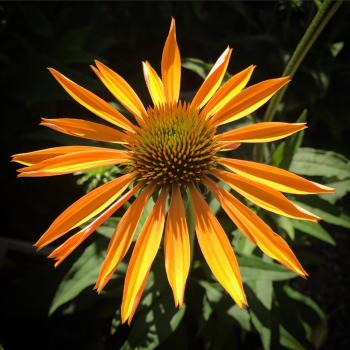 Image for Kent Greenhouse & Gardens with ID of: 6463009