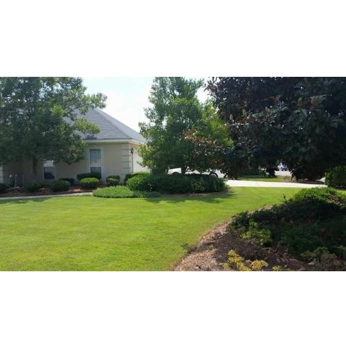 Image for Green Lawn Augusta with ID of: 6470249
