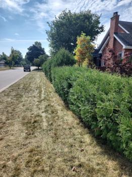 Image for BluSirkle Landscaping Services with ID of: 6474312