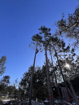 Image for All The Above Tree Service with ID of: 6477834