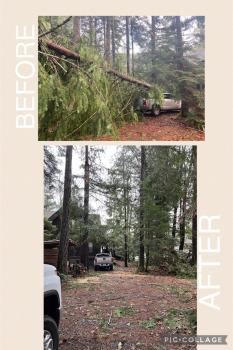 Image for All The Above Tree Service with ID of: 6477837