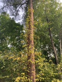 Image for Poison Ivy Free with ID of: 6478432