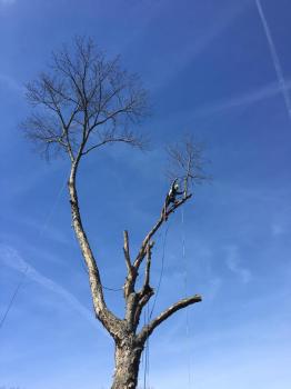 Image for Ratliff Landscape and Tree Service, LLC with ID of: 6481873