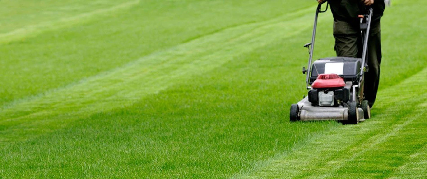 Image for Epic Lawn Pro with ID of: 6489255