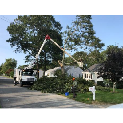 Image for Champion Tree Work with ID of: 6490084