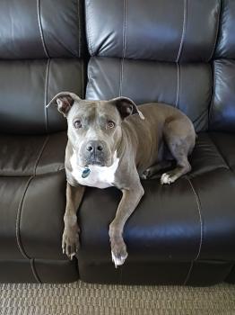 Image for Indian Street Animal Clinic with ID of: 6490148