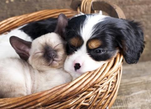 Image for Indian Street Animal Clinic with ID of: 6490149