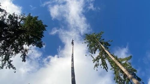 Image for Devine Arboricultural Solutions with ID of: 6491091