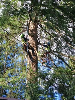 Image for Devine Arboricultural Solutions with ID of: 6491092