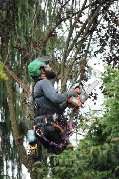 Image for Devine Arboricultural Solutions with ID of: 6491093