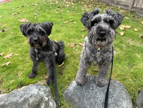 Image for Got Bark? - Vancouver with ID of: 6496623