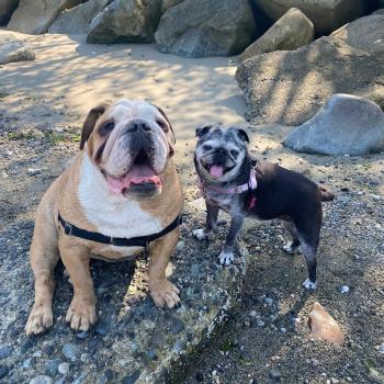 Image for Got Bark? - Vancouver with ID of: 6496626