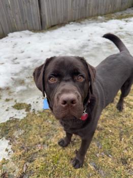 Image for Buffalo Dog Walkers with ID of: 6498925