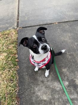 Image for Buffalo Dog Walkers with ID of: 6498927