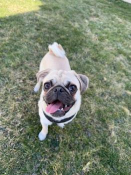 Image for Buffalo Dog Walkers with ID of: 6498929