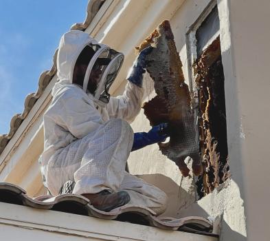 Image for Busy Bee Pest Solutions with ID of: 6504516