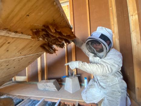 Image for Busy Bee Pest Solutions with ID of: 6504520