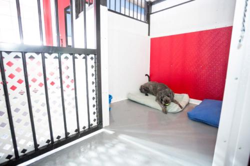 Image for Super Puppy Éducation with ID of: 6515470