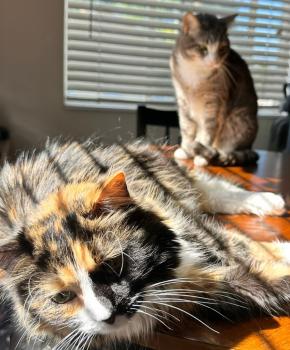 Image for Burch Creek Animal Hospital with ID of: 6520714