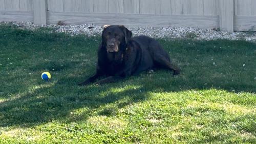 Image for Canine Vet Care with ID of: 6522807