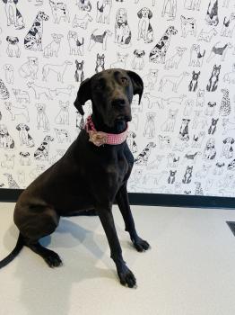 Image for Canine Vet Care with ID of: 6522808