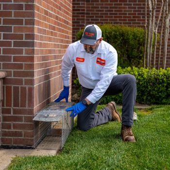 Image for Big Time Pest Control with ID of: 6524048