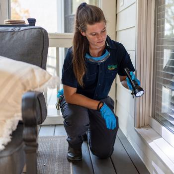 Image for got bugs? Termite and Pest Solutions with ID of: 6525479